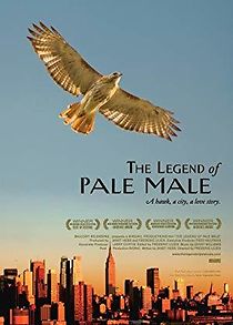 Watch The Legend of Pale Male