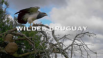 Watch Uruguay sauvage