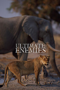 Watch Ultimate Enemies: Elephants and Lions