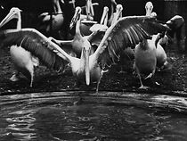 Watch Pelicans at the Zoo (Short 1897)
